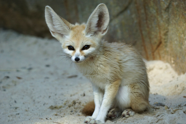 fennec fox enclosure for home